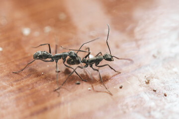 Black garden ant or common black ant