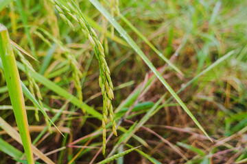 rice in the fields are ripe and ready to harvest their produce