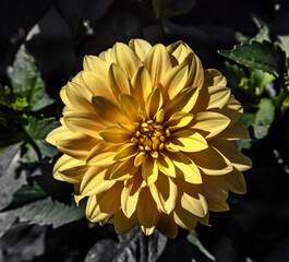View of dahlia in the garden. Variety - Gallerie Sezanne