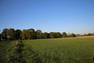 Bäume im Wald. Bäume auf dem Spielplatz für Kinder. Laubbäume im Park. Grüner Rasen, bestreut mit trockenem Laub. Die Straße führt durch Felder mit landwirtschaftlichen Kulturen. Der Herbst färbt.