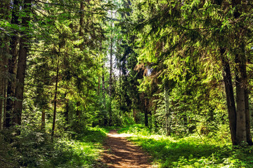 footpath in the forest on a sunny summer day