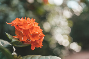 Orange flowers of jungle geranium