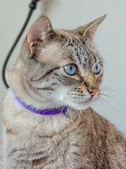 portrait of a grey tabby cat 