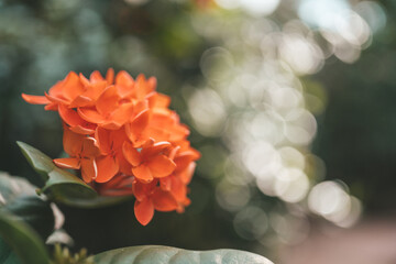 Orange flowers of jungle geranium