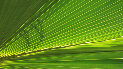 Green palm leaf background. Lines and textures of green palm leaves, beautiful and sunny nature background with copy space. Close up,Selective focus