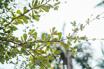 Beautiful leaves on tropical tree