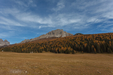 Autumnal colorful woods at the foot of beautiful Dolomite walls of Cadini di Misurina, Italy