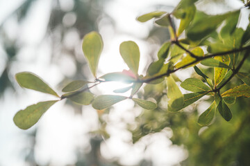 Beautiful leaves on tropical tree