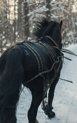 horses harnessed to a sleigh in the winter forest