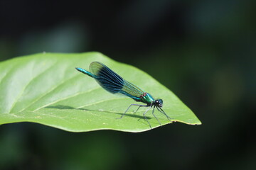 dragonfly on a leaf