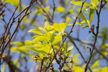 bäume im frühling äste nnahaufnahme park deutschland