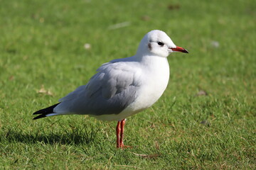 white headed gull