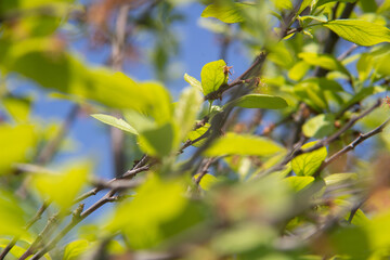 bäume im frühling äste nnahaufnahme park deutschland