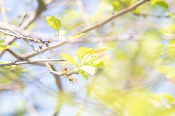 bäume im frühling äste nnahaufnahme park deutschland
