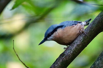 bird on a branch