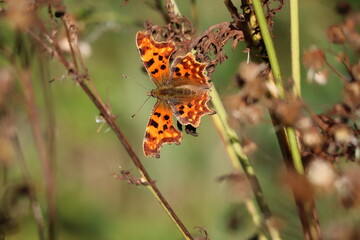 admiral butterfly