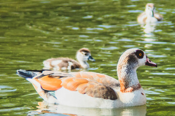 Enten im Park im Wasser Nahaufnahme 