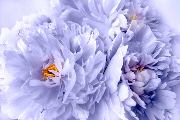 Fototapeta na wymiar bunch of romantic purple very peri peonies flowers like floral wall art image or beautifil flowery background