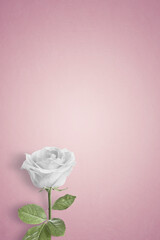 Single White rose on a plain background with copy space