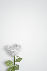 Single White rose on a plain background with copy space