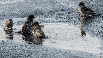 House sparrows bathing in puddle
