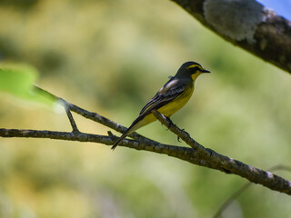 yellow-browed tyrant (Satrapa icterophrys)
