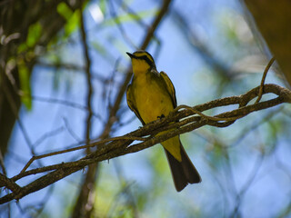 yellow-browed tyrant (Satrapa icterophrys)