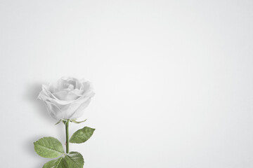 Fototapeta premium Single White rose on a plain background with copy space