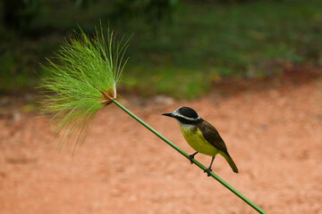 great kiskadee, Pitangus sulphuratus, perching