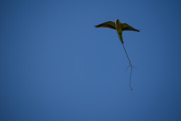 monk parakeet (myiopsitta monachus), or quaker parrot, flying