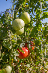 Tomato fruits growing in a garden	
