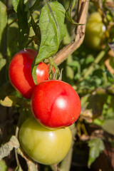 Tomato fruits growing in a garden	
