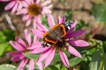 The Red Admiral butterfly on the Echinacea flower	
