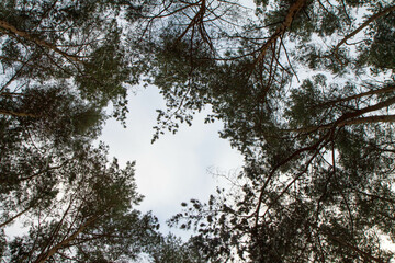 Pine forest seen upwards against the sky in winter, with some snow on the branches	
