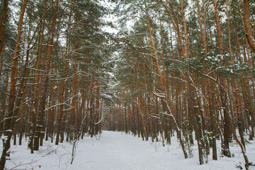 Pine forest in winter with lots of fresh snow	
