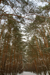 Obraz premium Pine forest in winter with lots of fresh snow 