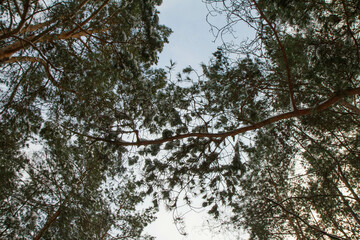 Pine forest seen upwards against the sky in winter, with some snow on the branches	
