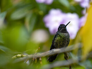 Rivoli's hummingbird, Eugenes fulgens, San Gerardo de Dota, Costa Rica.