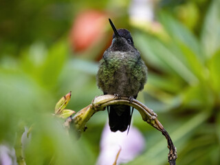 Rivoli's hummingbird, Eugenes fulgens, San Gerardo de Dota, Costa Rica.