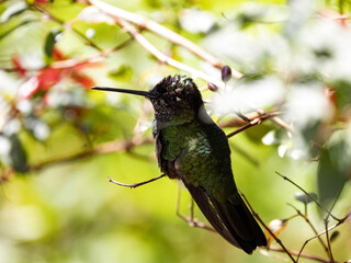 Violet-headed hummingbird, Klais guimeti, San Gerardo de Dota, Costa Rica.