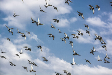colombi in volo