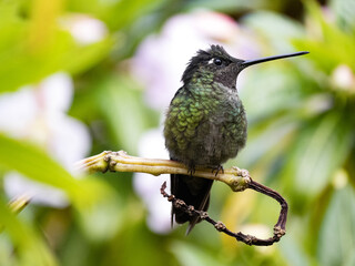 Rivoli's hummingbird, Eugenes fulgens, San Gerardo de Dota, Costa Rica.