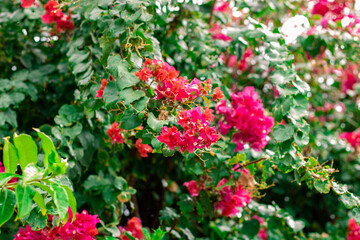 flowers in the garden