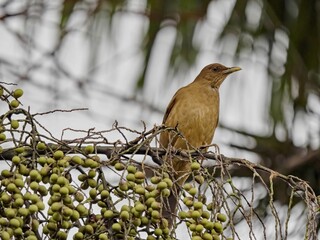Clay-colored Thrush Turdus grayi, on a branch, San Jose, Costa Rica.