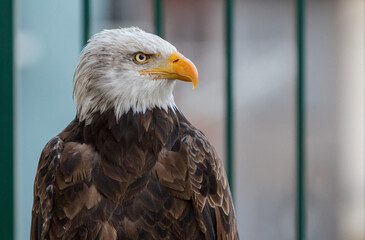 Aigle