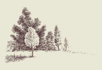 Forest edge sketch. Beautiful woodland hand drawing, nature background