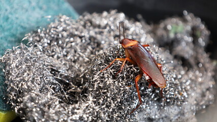 Cockroaches on the dishwasher. Nasty red cockroaches on metal webs for cleaning gastrointestinal tract carrier plates with copy spaces. Selective focus
