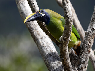 The Emerald Toucanet, Aulacorhynchus prasinus, sits on a branch, San Gerardo de Dota, Costa Rica.