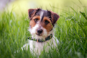 Russell Terrier portrait in tall green grass. The dog has white, brown, and black spots on the face. Close up