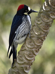 Acorn Woodpecker, Melanerpes formicivorus, looking for food on a dry branch, San Gerardo de Dota, Costa Rica.